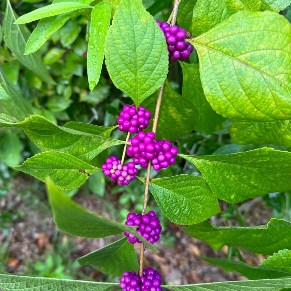 American Beauty Berry